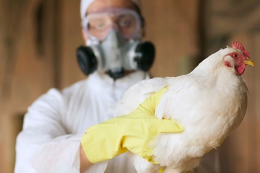 Nguy cơ bùng nổ H5N1 từ những người Việt "sành ăn, sành chơi"