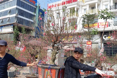 Cận Tết, thợ chở mai, quất, đào chạy sô, kiếm bộn tiền không hết việc