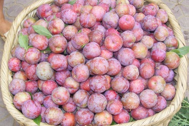 Mận tam hoa Bắc Hà được cả mùa lẫn giá