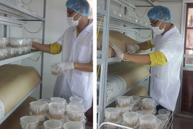 Mục sở thị quá trình nuôi nấm trùng thảo