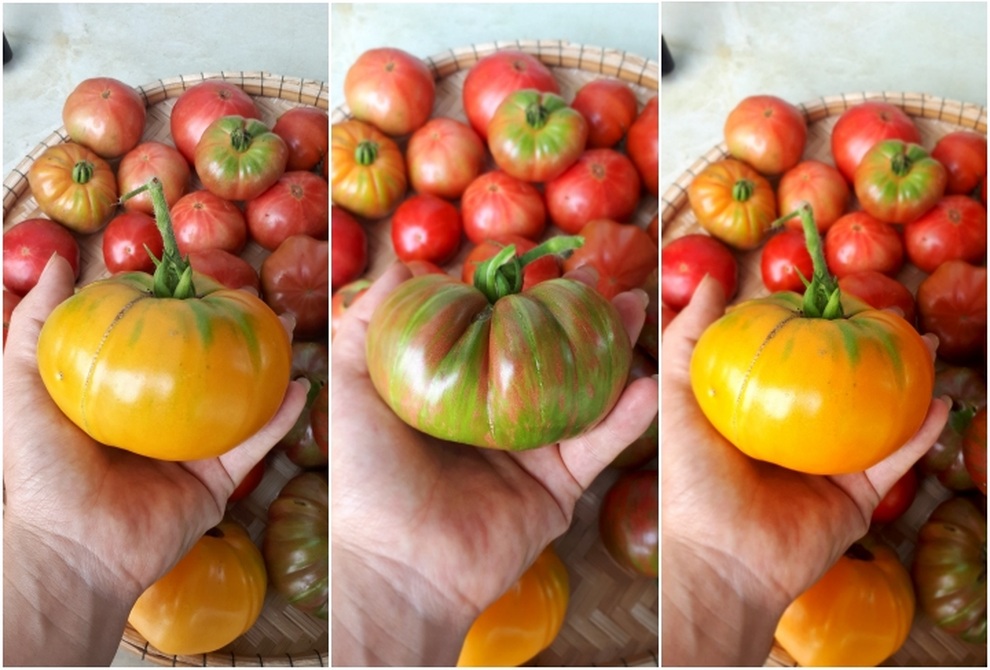 Vườn cà chua ngập sắc màu của mẹ bỉm sữa Quảng Nam - 9