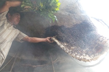 Nín thở theo chân “vua bò cạp” đi săn mật ong