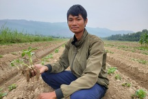 Chàng trai bỏ việc lương cao về quê trồng khoai, kết quả như mơ