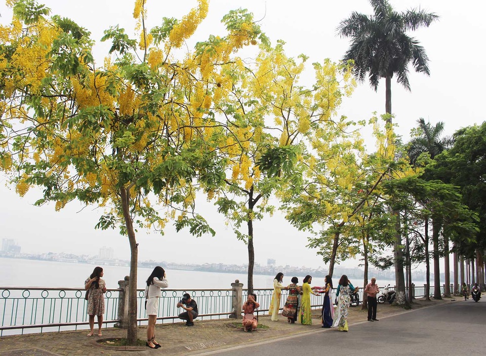 Rực rỡ sắc muồng Hoàng Yến, ngát hương thơm trong nắng hè Hà Nội - 7 Rực rỡ sắc muồng Hoàng Yến, ngát hương thơm trong nắng hè Hà Nội - 7