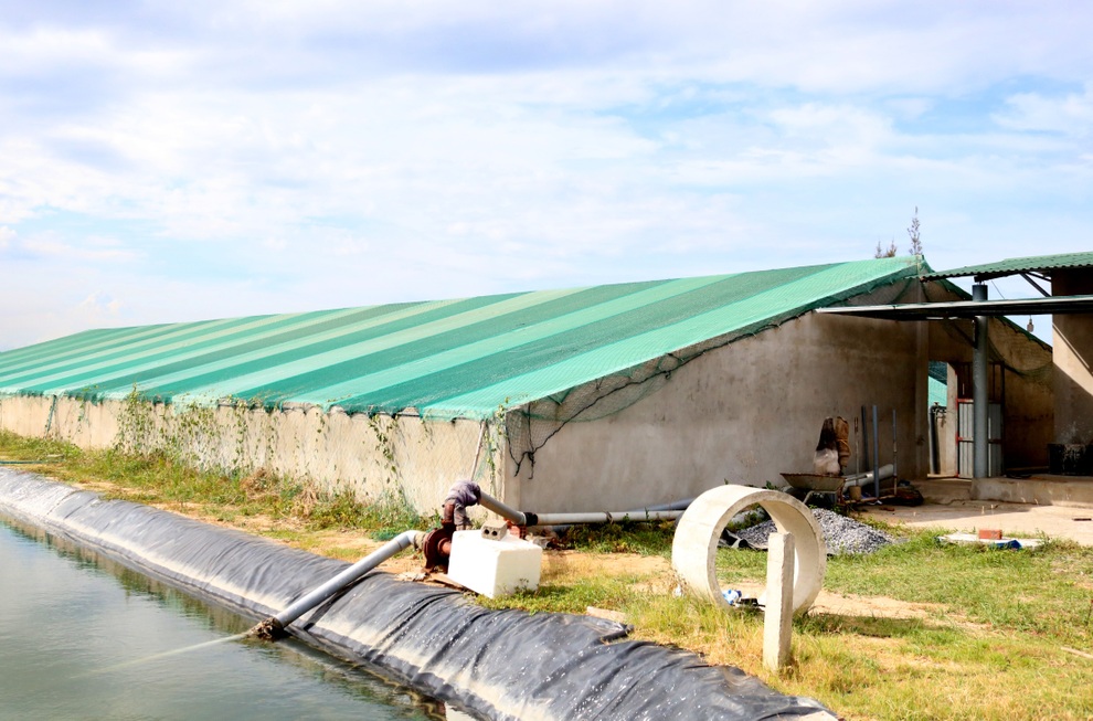 Cựu chiến binh lãi gần 1 tỷ đồng mỗi năm nhờ nuôi tôm kiểu mới - 1 Cựu chiến binh lãi gần 1 tỷ đồng mỗi năm nhờ nuôi tôm kiểu mới - 1