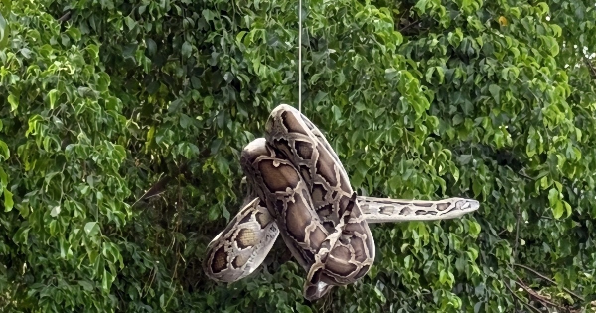 Con trăn dài 2m xuất hiện ở bến tàu du lịch Nha Trang