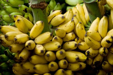 Mùa chuối chín ven sông