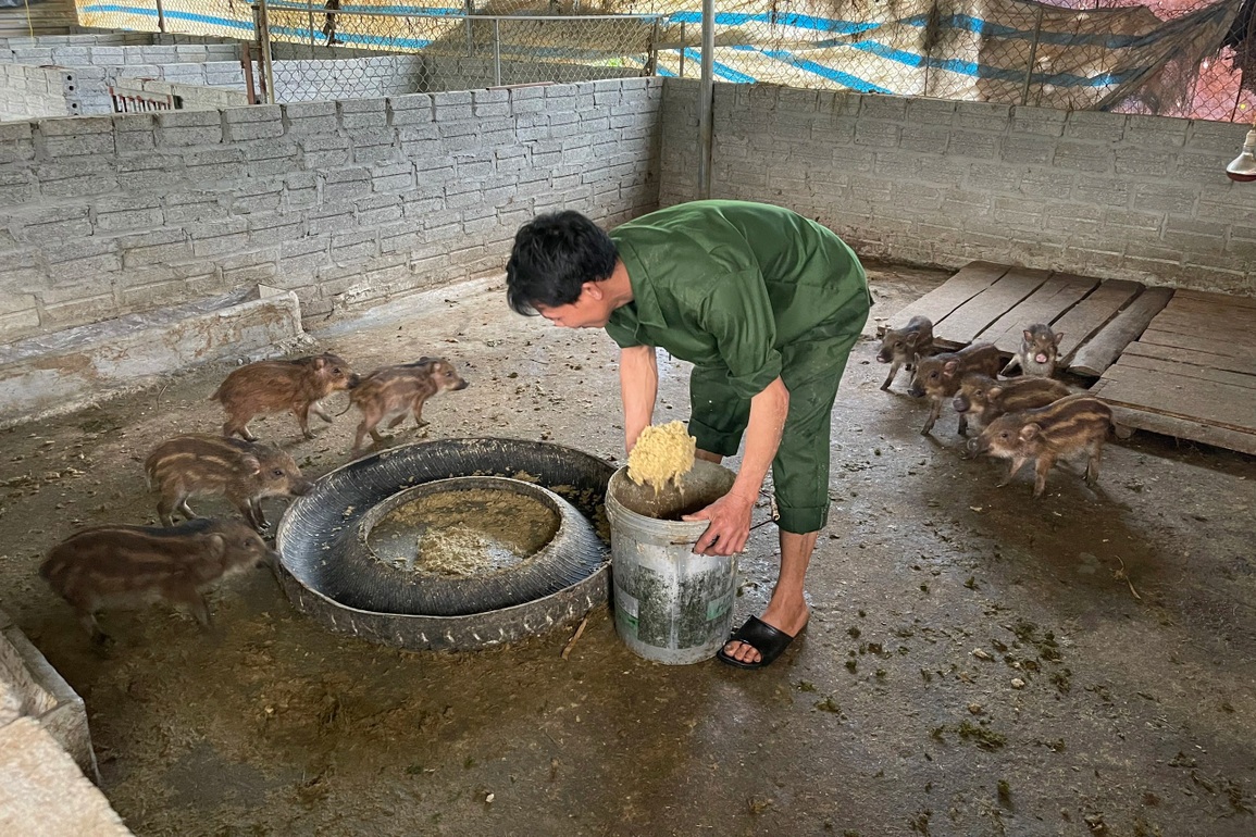 Đưa loài vật từ rừng về nhà nuôi, mỗi năm kiếm nửa tỷ đồng - 9 Đưa loài vật từ rừng về nhà nuôi, mỗi năm kiếm nửa tỷ đồng - 9