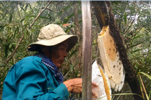 Nhọc nhằn nghề săn ong lấy mật ở rừng U Minh Hạ