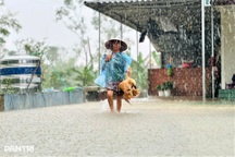 Mưa không ngớt, người dân Hà Tĩnh đưa vật nuôi, ô tô lên đê tránh lũ