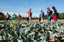 Người dân Hà Lan góp tiền mở trang trại tập thể cùng trồng rau, nuôi gà