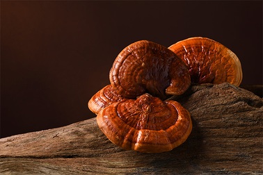 Vì sao nấm linh chi có khả năng ngăn chặn các tế bào ác tính?