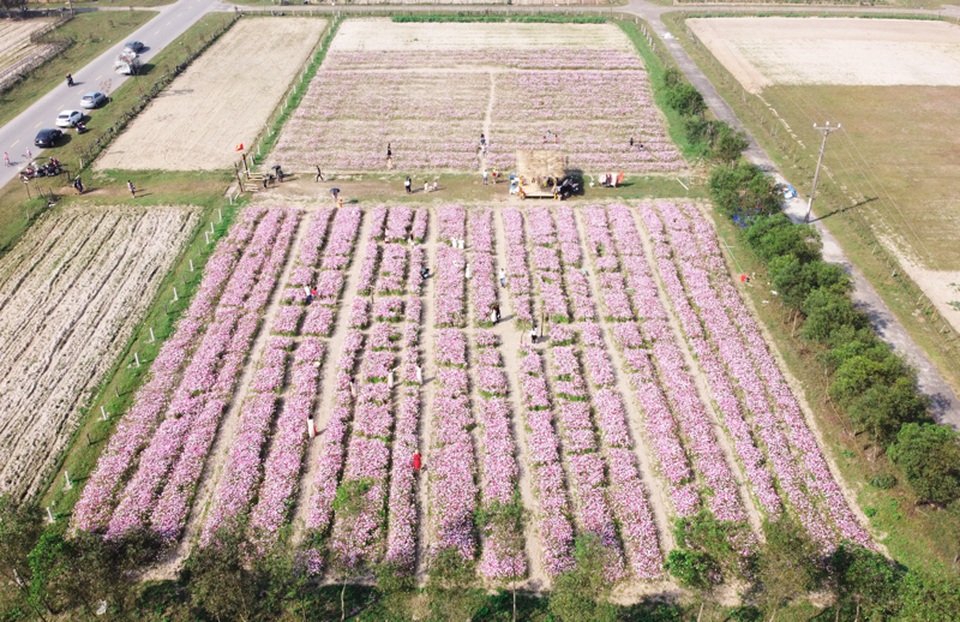 Trồng sao nhái thay dưa, chàng trai thu nhập hàng triệu đồng mỗi ngày - 1 Trồng sao nhái thay dưa, chàng trai thu nhập hàng triệu đồng mỗi ngày - 1