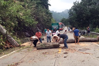 Cây cổ thụ đổ từ trên núi xuống đường do mưa lớn