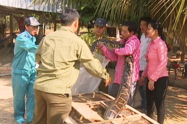 Thả 2 con trăn đất nặng gần 80kg về Vườn quốc gia Tràm Chim