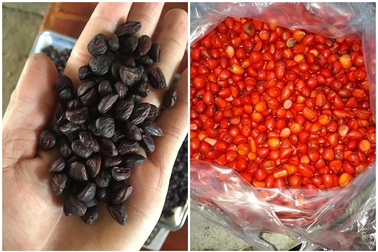 Độc đáo gia vị “hạng sang” ở Tây Bắc, nhà giàu tìm mua làm “của ăn dè”