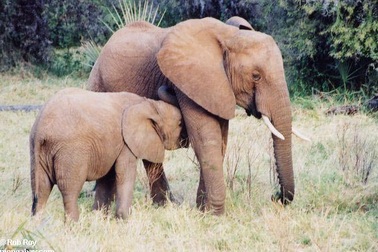 Hiện tượng hiếm thấy: Voi rừng sinh con ở Pù Mát