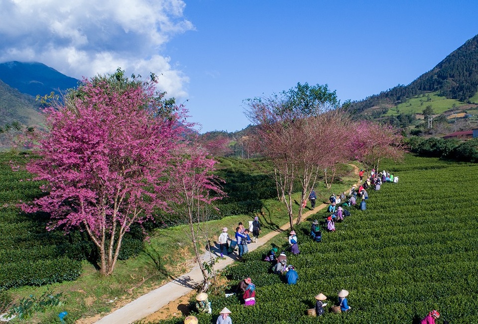 Hoa anh đào Nhật khoe sắc hồng tuyệt đẹp trong nắng thu Sa Pa - 7 Hoa anh đào Nhật khoe sắc hồng tuyệt đẹp trong nắng thu Sa Pa - 7