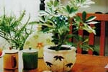 Lưu ý khi trồng cây cảnh trong nhà 