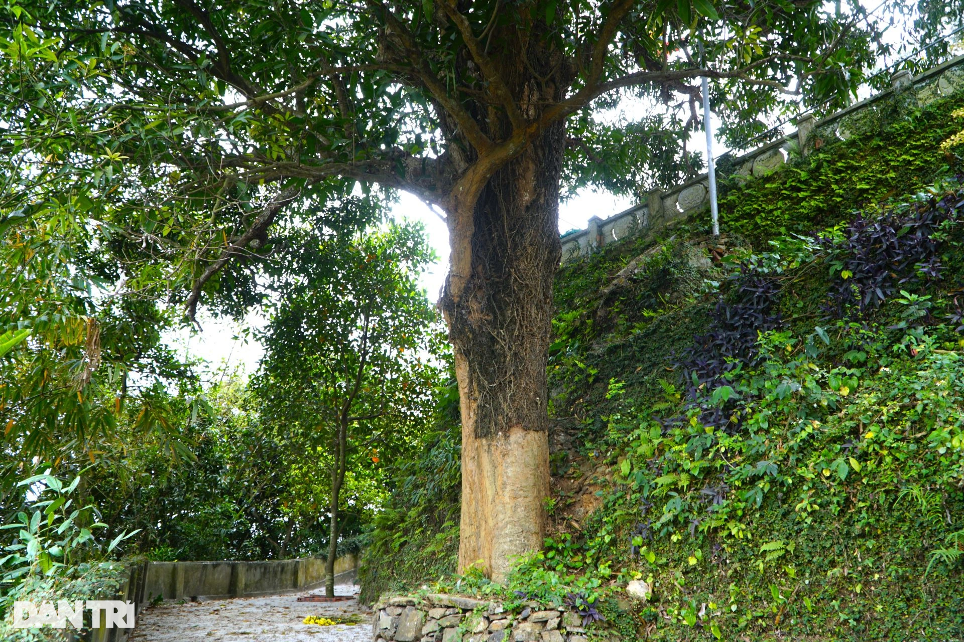 Kỳ lạ khánh đá có tiếng ngân vang như chuông đồng ở ngôi chùa nghìn tuổi - 10 Kỳ lạ khánh đá có tiếng ngân vang như chuông đồng ở ngôi chùa nghìn tuổi - 10