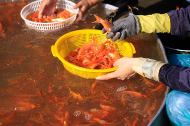 Hà Nội: Nhộn nhịp chợ "phương tiện" tiễn Táo quân về trời