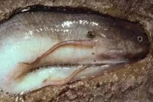 Loài cá duy nhất ngủ 5 năm không cần nước, không ăn vẫn sống khỏe