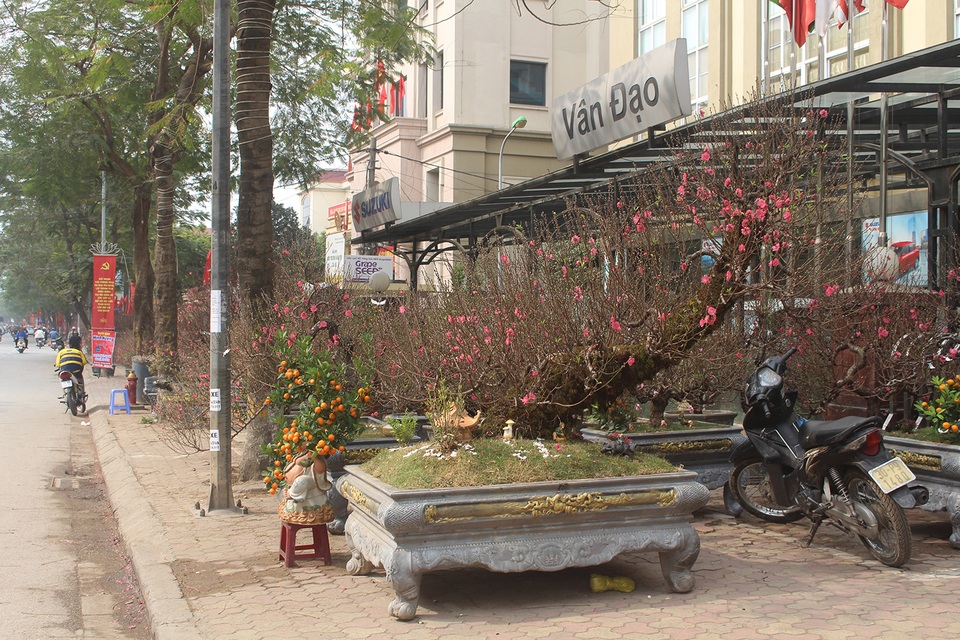 Hà Nội: Quất, mai, lan, đào đua nhau chở mùa xuân xuống phố - 1 Hà Nội: Quất, mai, lan, đào đua nhau chở mùa xuân xuống phố - 1