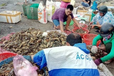 Làm rõ nguyên nhân tôm hùm chết hàng loạt, thiệt hại hơn 700 tỷ đồng
