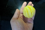 Thơm “tí hon", bé như quả trứng, ngày bán cả trăm cân