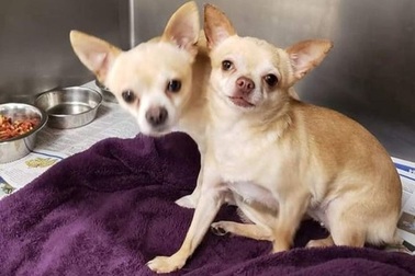 Chùm ảnh "đánh lừa thị giác" khiến dân mạng cười nghiêng ngả