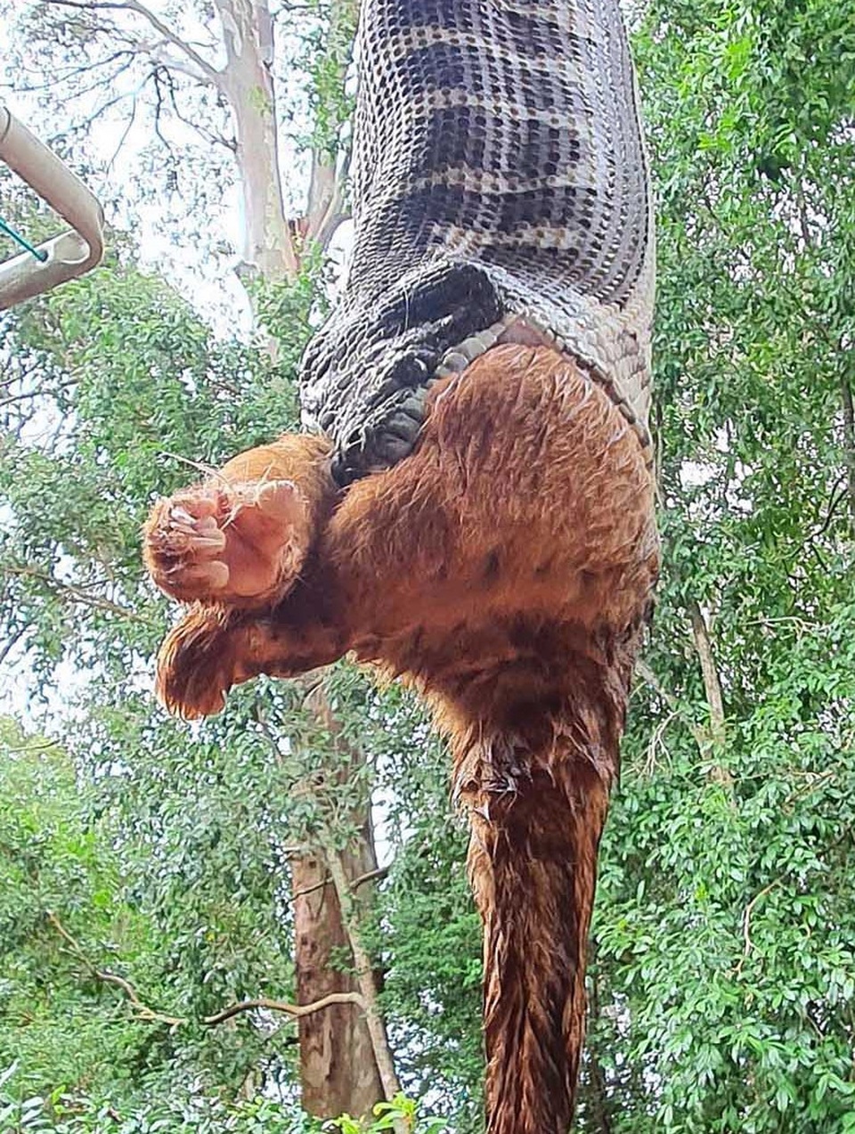 Phát hoảng khi thấy trăn đang nuốt chồn lớn ngay trước hiên nhà - 1 Phát hoảng khi thấy trăn đang nuốt chồn lớn ngay trước hiên nhà - 1