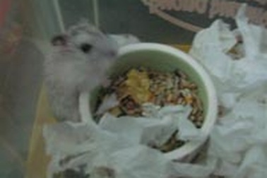 “Khủng hoảng” thị trường chuột Hamster