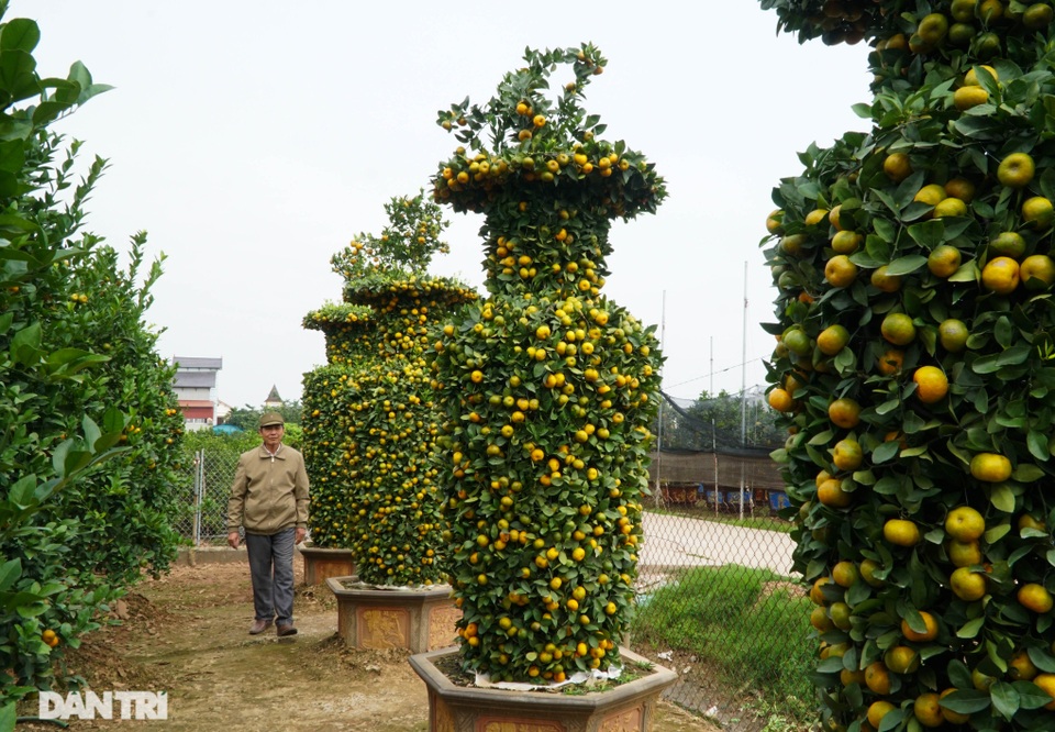 Chiêm ngưỡng vườn quýt lục bình khủng chuẩn bị cho Tết Tân Sửu - 2 Chiêm ngưỡng vườn quýt lục bình khủng chuẩn bị cho Tết Tân Sửu - 2