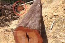 UBND tỉnh Nghệ An chỉ đạo xử lý vụ làm đường tuần tra, phá rừng đặc dụng