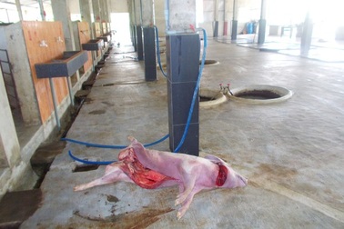 Heo chết vẫn được đóng dấu kiểm dịch bán ra chợ