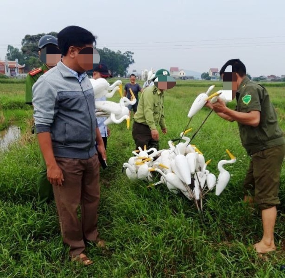 Chim trời bán đầy ngoài chợ, mua dễ như... mớ rau - 5 Chim trời bán đầy ngoài chợ, mua dễ như... mớ rau - 5