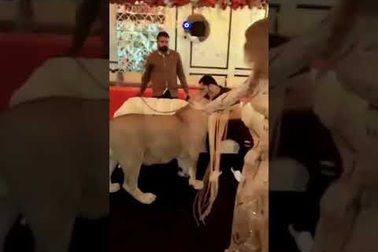 Ngôi sao mạng xã hội mang sư tử đến mua vui trong tiệc sinh nhật