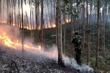 Cháy rừng suốt 15 giờ, hàng trăm người đang nỗ lực ngăn đám cháy lan rộng