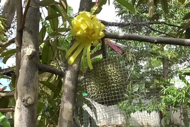 Đến nơi một trái sầu riêng có thể lên giá tới 730 triệu/trái