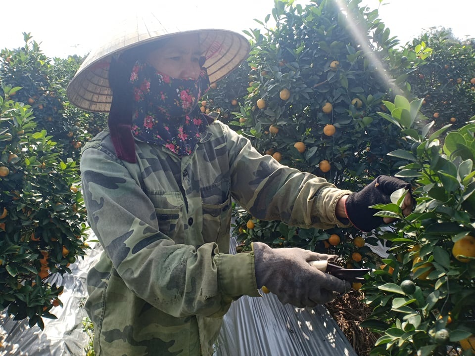 Vựa quất cảnh xứ Thanh cháy hàng trước Tết - 3 Vựa quất cảnh xứ Thanh cháy hàng trước Tết - 3