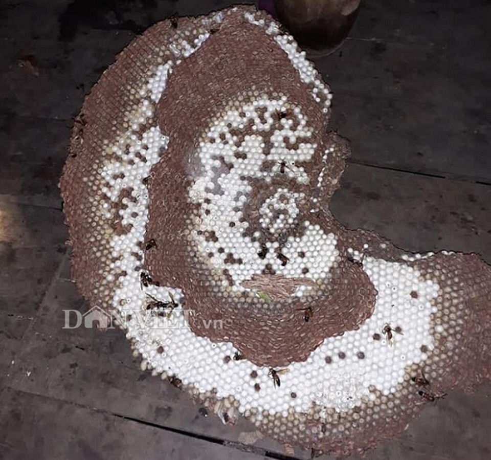 Tay săn đặc sản nhộng ong rừng cừ khôi: Nghề nguy hiểm hái ra tiền - 1 Tay săn đặc sản nhộng ong rừng cừ khôi: Nghề nguy hiểm hái ra tiền - 1