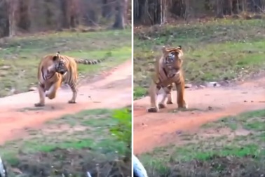 Là "chúa tể sơn lâm", hổ phải bỏ chạy khi gặp đối thủ xứng tầm