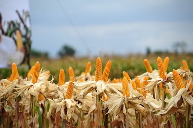 Thương mại hóa ngô biến đổi gen: Nông dân không phải giữ giống gốc