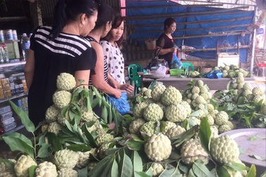 Gieo vàng trên núi