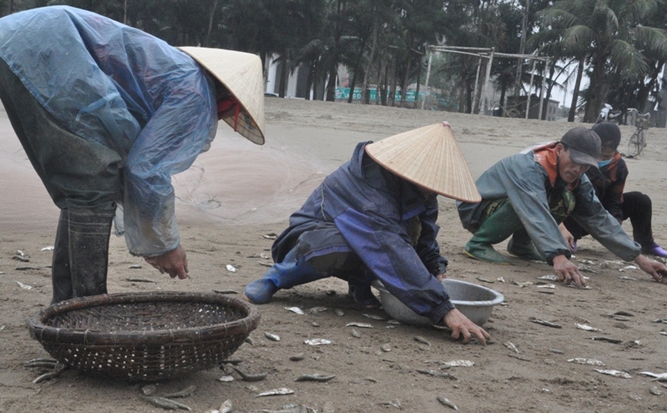 Kiếm tiền triệu mỗi ngày nhờ thu hoạch cá trích - 5 Kiếm tiền triệu mỗi ngày nhờ thu hoạch cá trích - 5