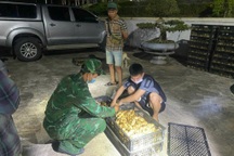 Bắt giữ ô tô vận chuyển 12.000 con gà giống lậu ở Quảng Ninh