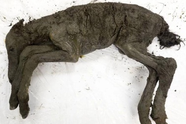 Phát hiện máu lỏng trong xác ngựa con 42.000 năm tuổi