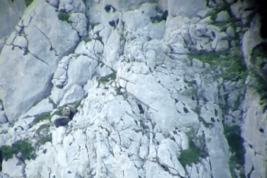 Gấu mẹ "tử chiến" đến cùng với gấu đực nặng hơn 200kg để bảo vệ con