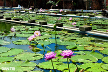 Kỹ sư "điên" cất bằng về quê trồng súng, bỏ túi 30 triệu đồng mỗi tháng