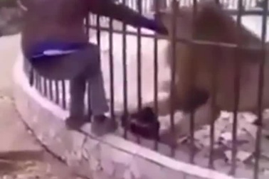 Khiêu khích sư tử trong sở thú, người đàn ông suýt mất cánh tay